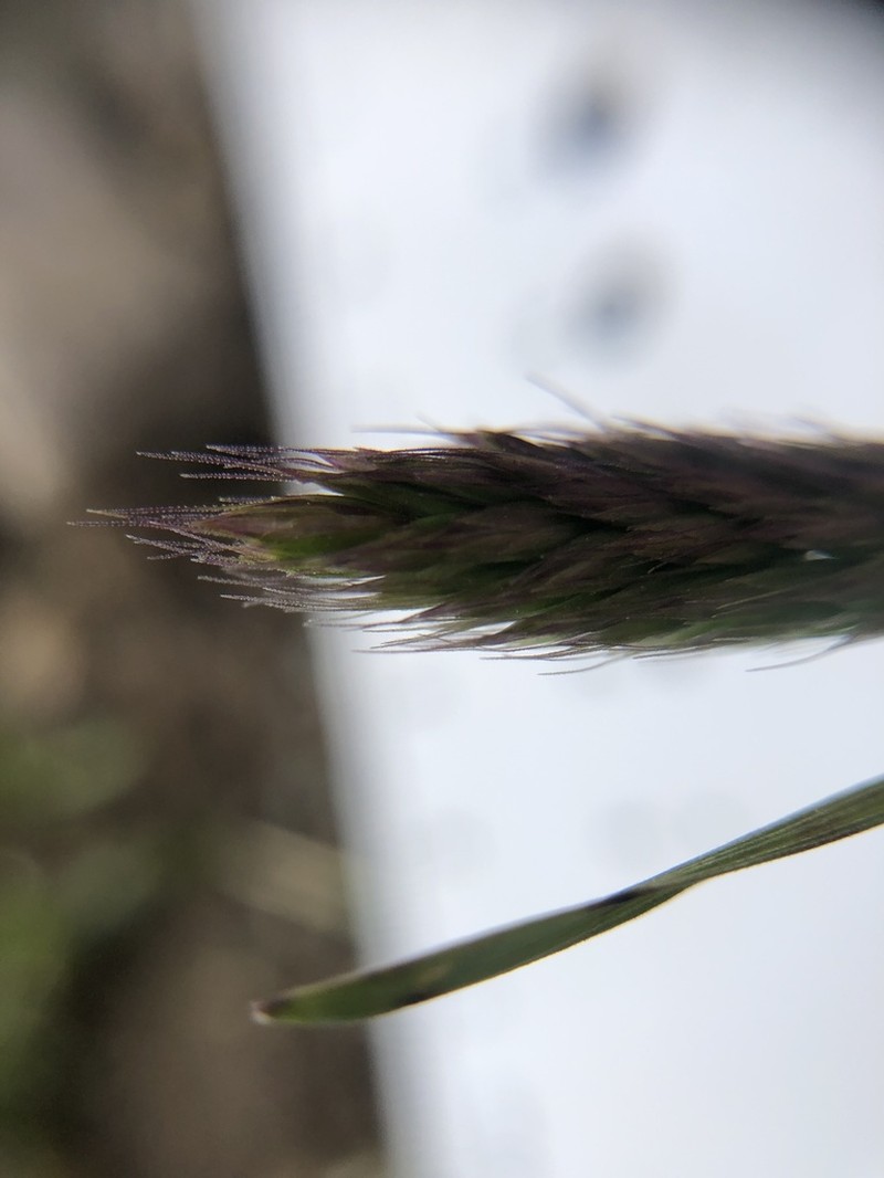 Alaskan Wheatgrass photo 4