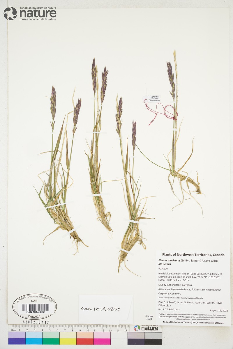 Alaskan Wheatgrass photo 5