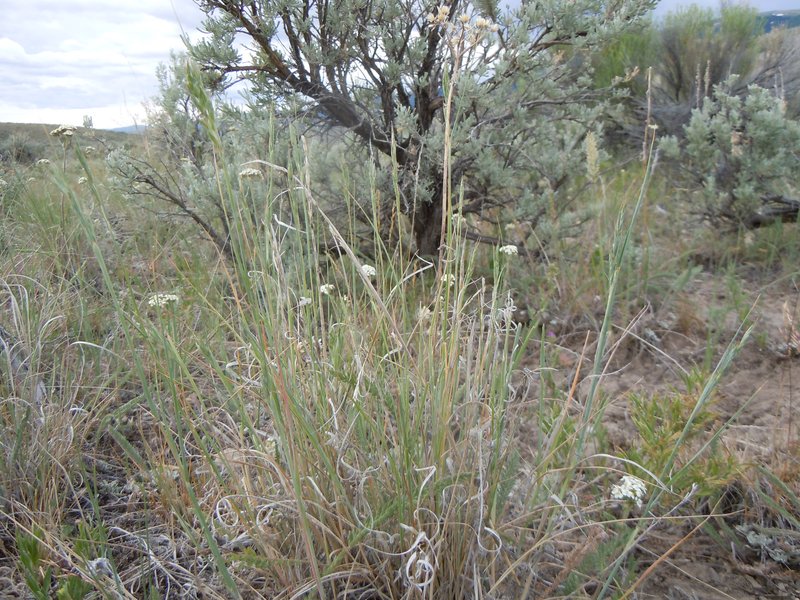 Montana Wheatgrass