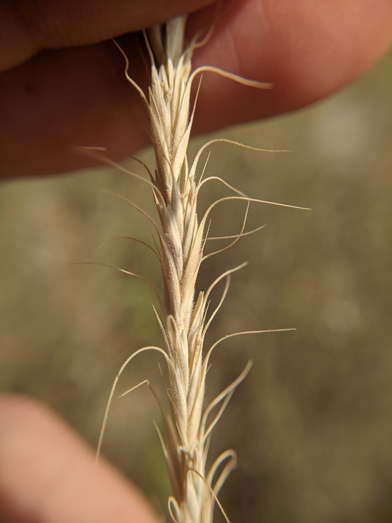Montana Wheatgrass