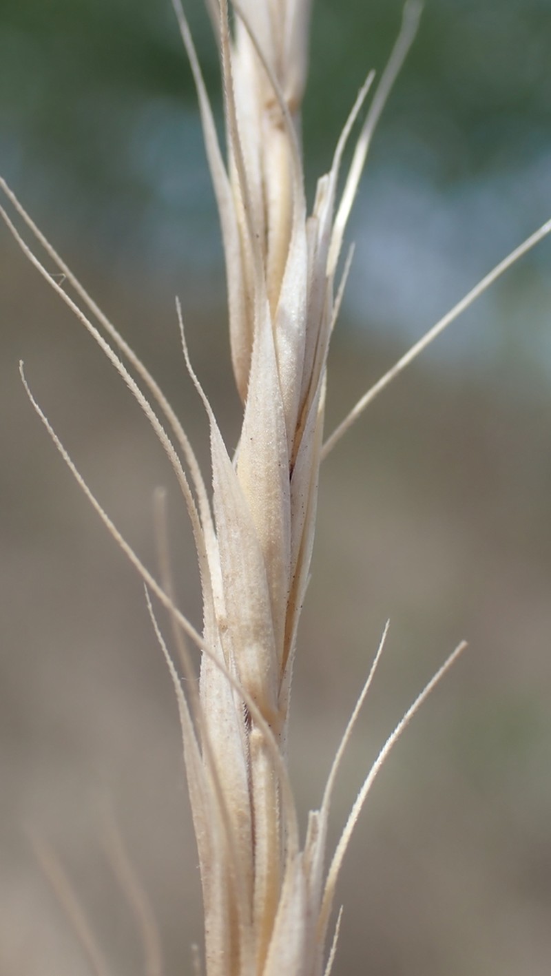 Montana Wheatgrass photo 2