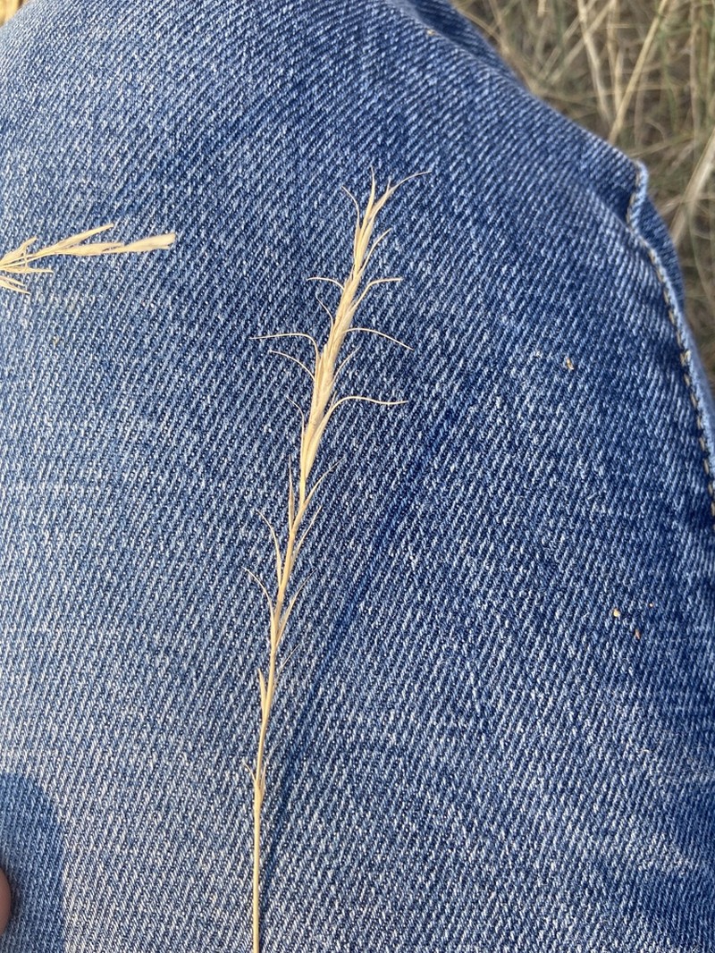 Montana Wheatgrass photo 3