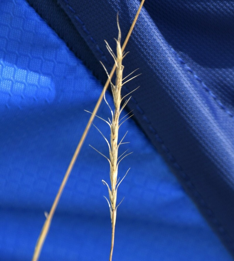 Montana Wheatgrass photo 4