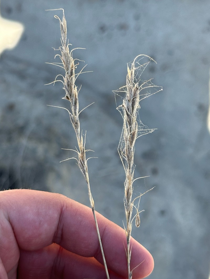 Montana Wheatgrass photo 5