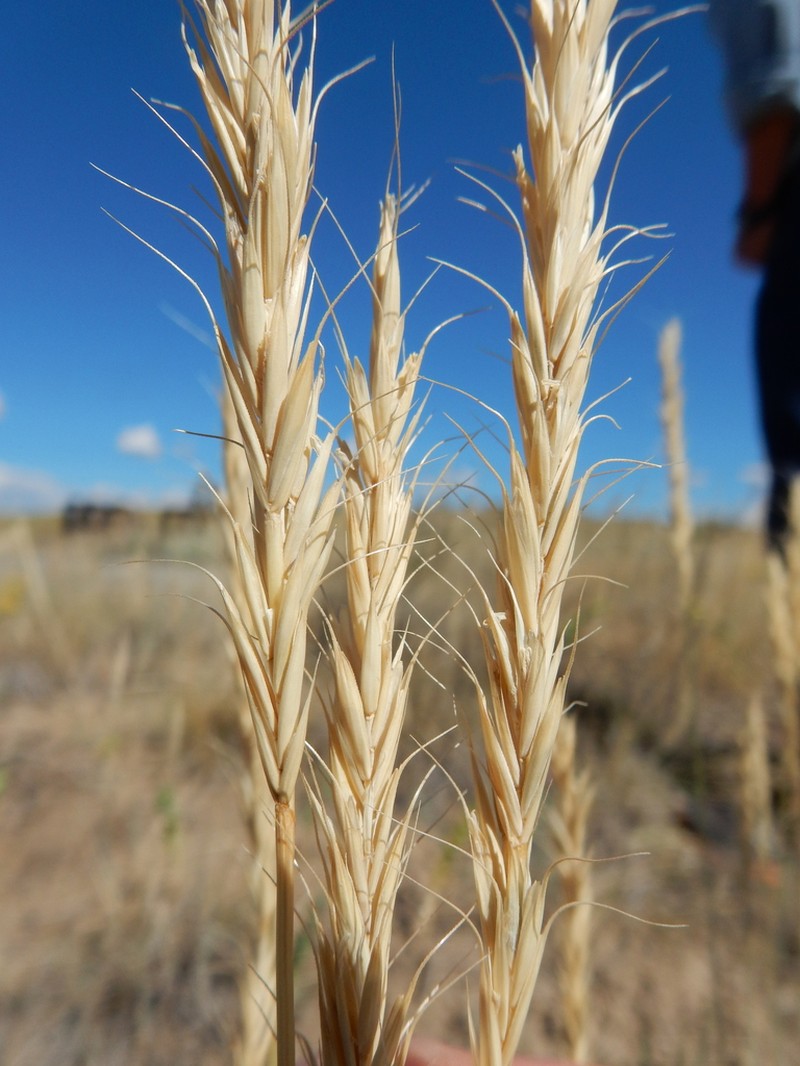 Montana Wheatgrass photo 6