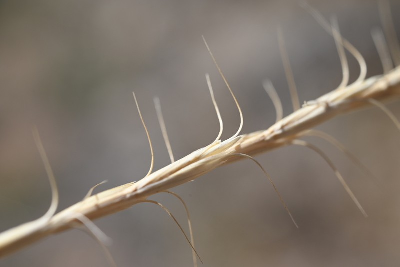 Montana Wheatgrass photo 7