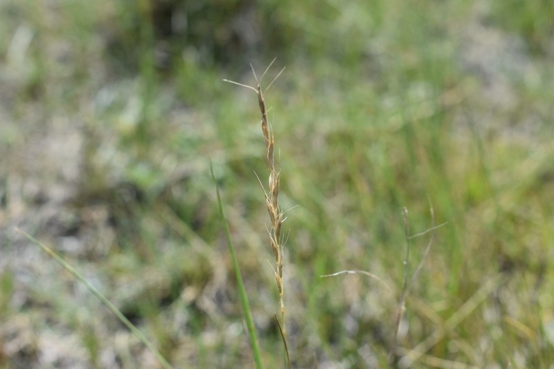 Montana Wheatgrass photo 8