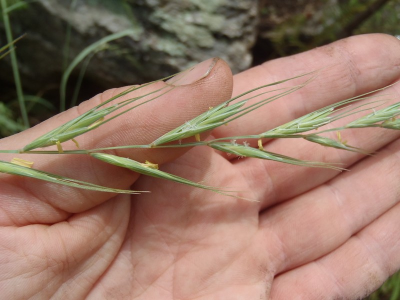 Arizona Wheatgrass
