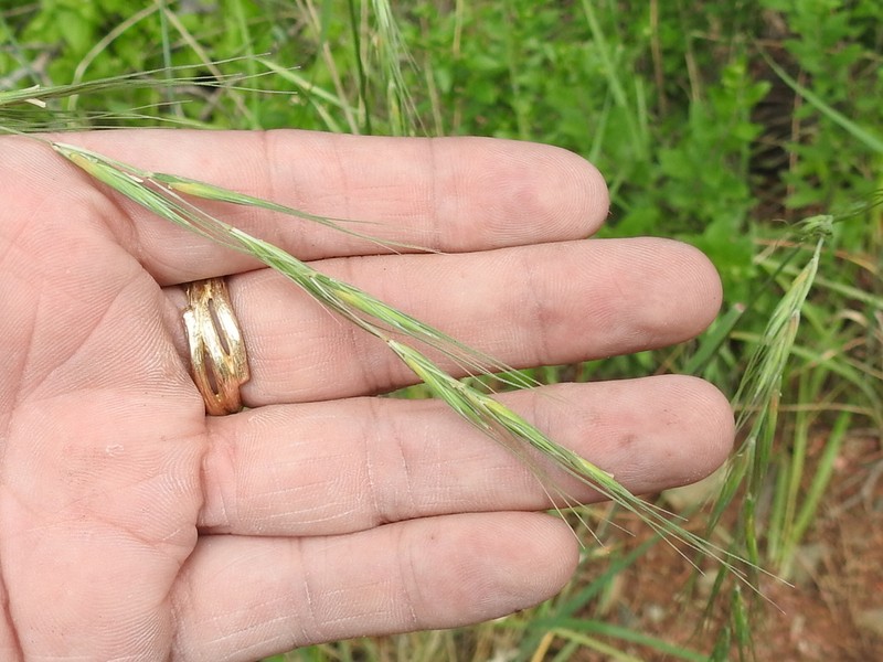 Arizona Wheatgrass photo 2