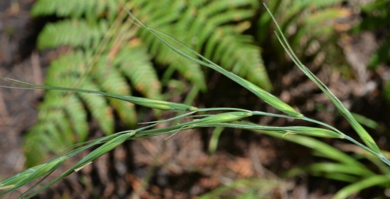 Arizona Wheatgrass photo 3