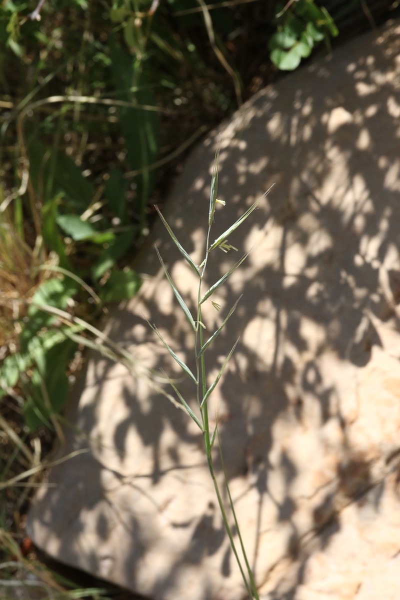 Arizona Wheatgrass photo 4