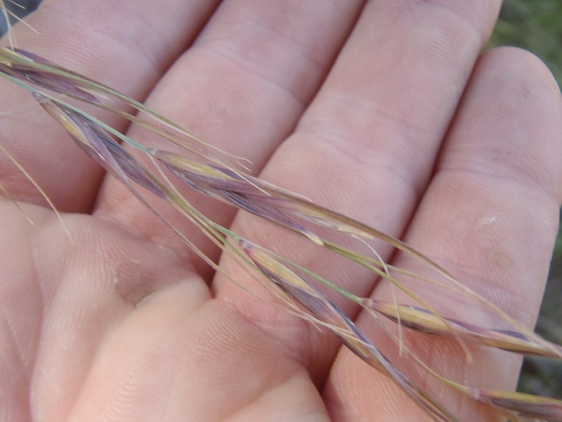 Arizona Wheatgrass photo 5