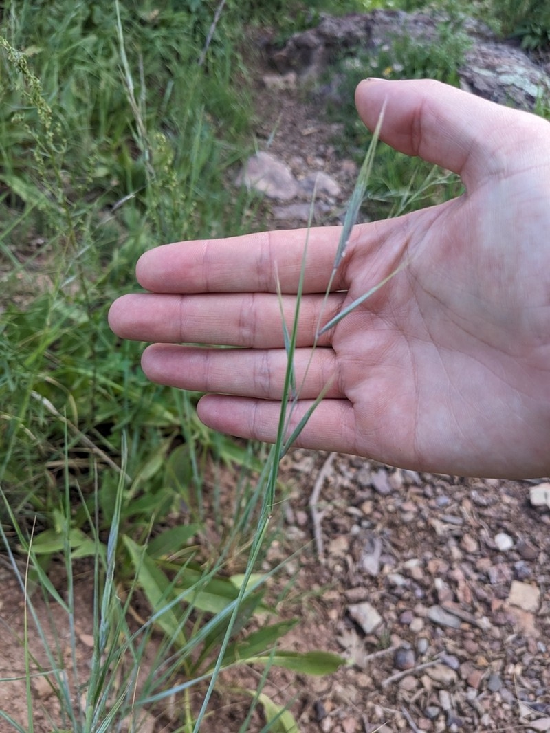 Arizona Wheatgrass photo 6