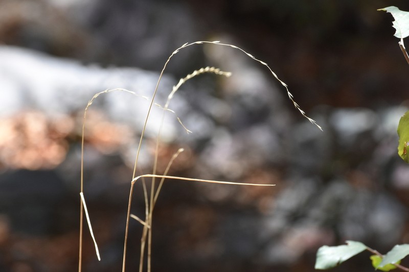 Arizona Wheatgrass photo 7
