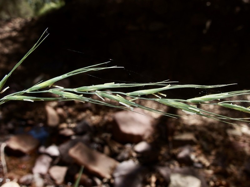 Arizona Wheatgrass photo 8
