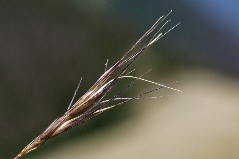 Baker's Wheatgrass photo 2