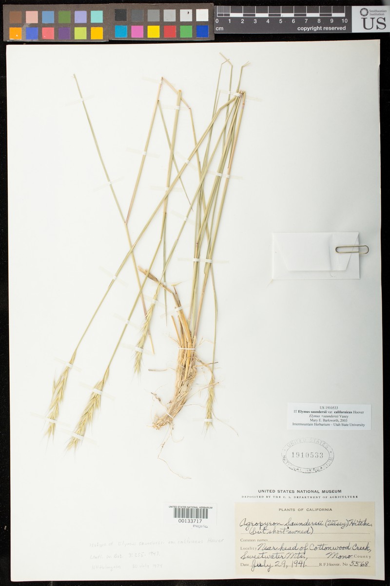 California Bottlebrush Grass