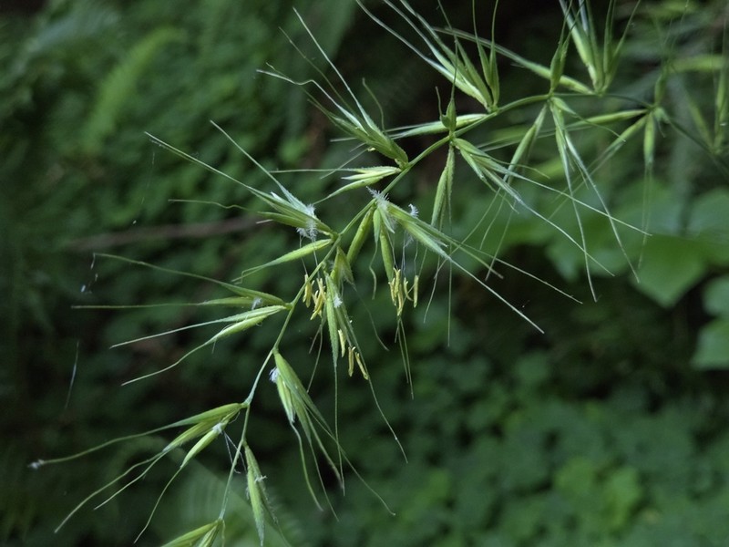 California Bottlebrush Grass