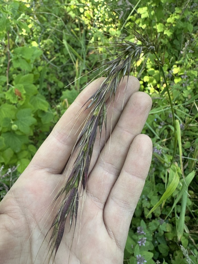 California Bottlebrush Grass photo 3
