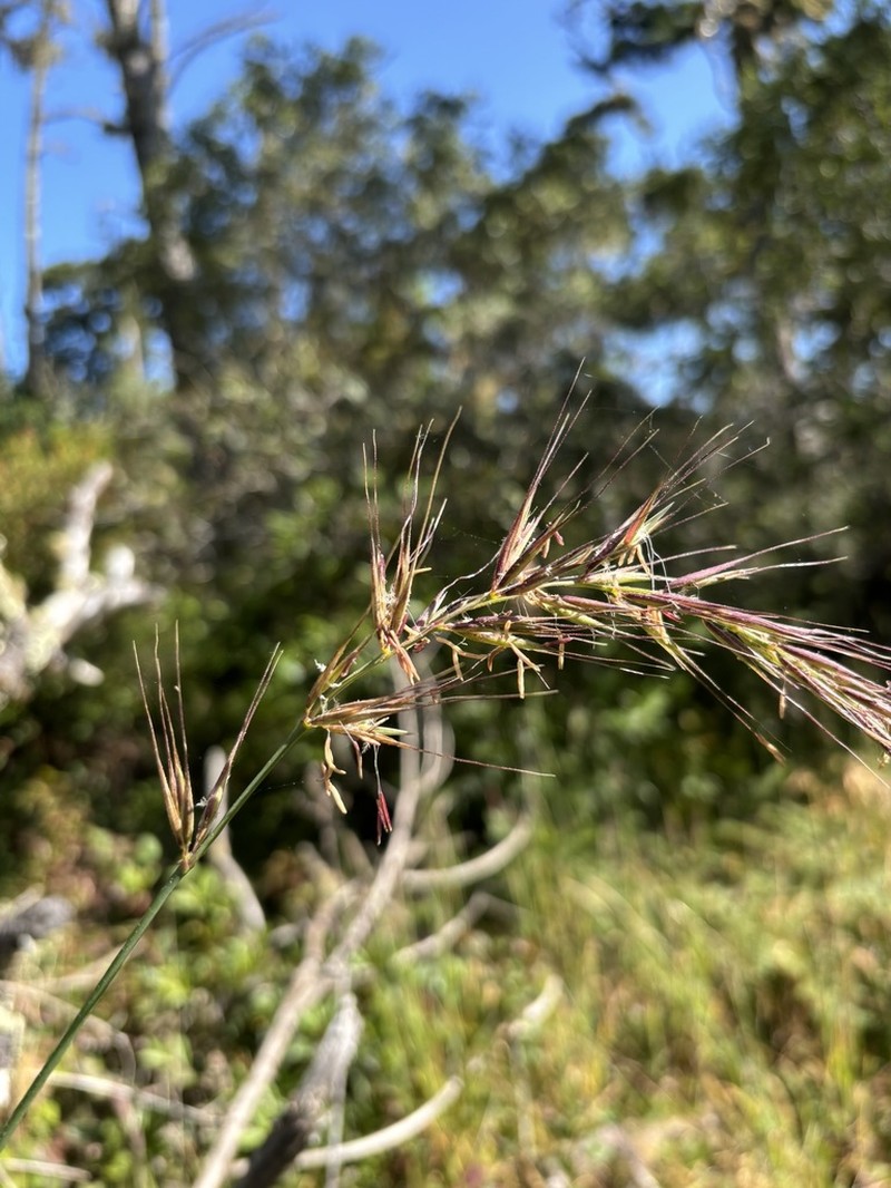 California Bottlebrush Grass photo 4
