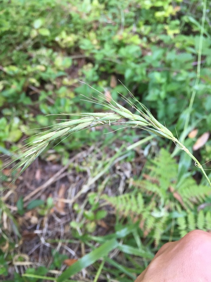 California Bottlebrush Grass photo 5