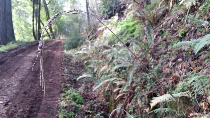 California Bottlebrush Grass photo 6
