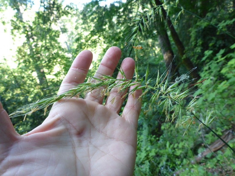 California Bottlebrush Grass photo 7