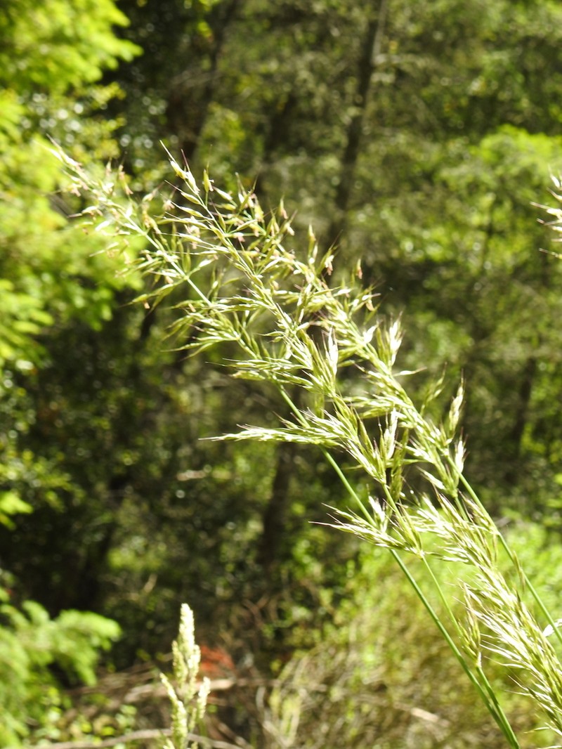 California Bottlebrush Grass photo 8