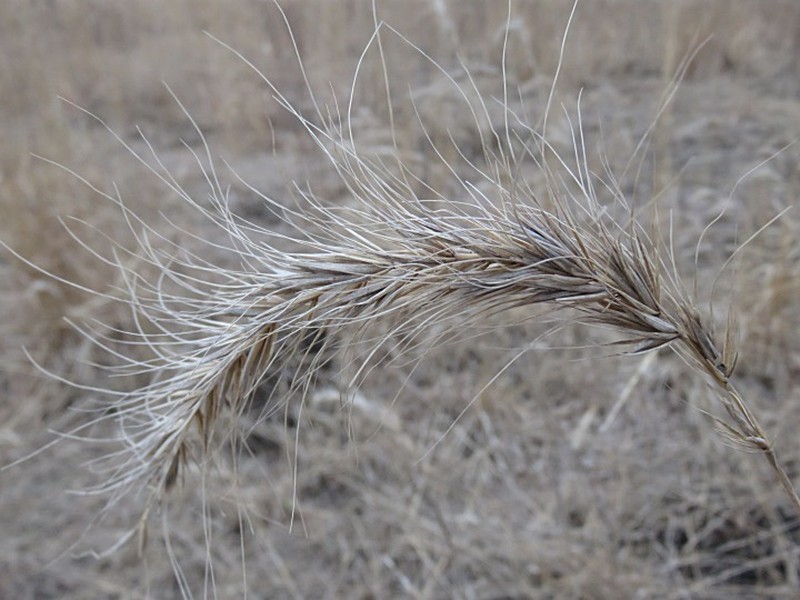 Canada Wildrye photo 5