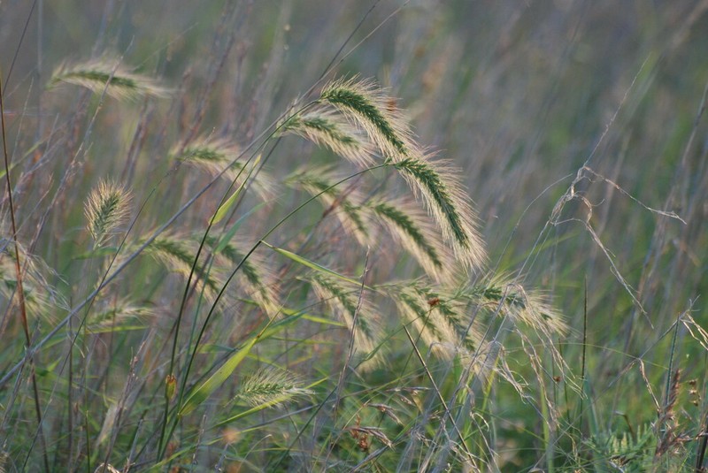 Canada Wildrye photo 7