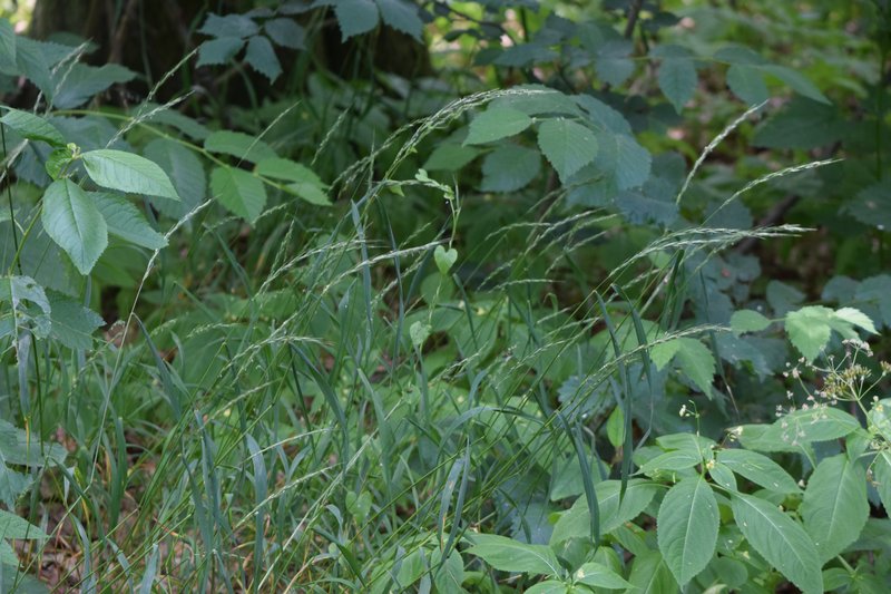 Bearded Wheatgrass photo 2