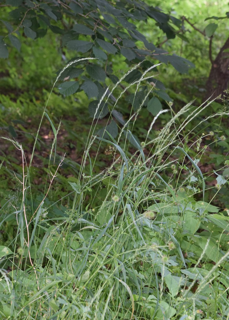 Bearded Wheatgrass photo 3