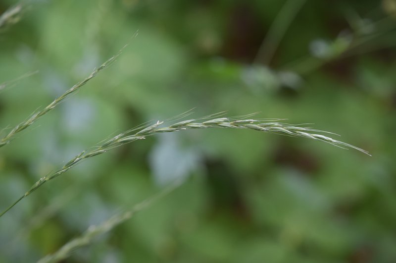 Bearded Wheatgrass photo 4