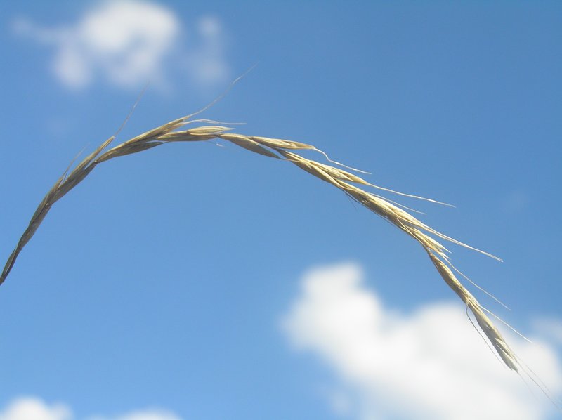 Bearded Wheatgrass photo 5