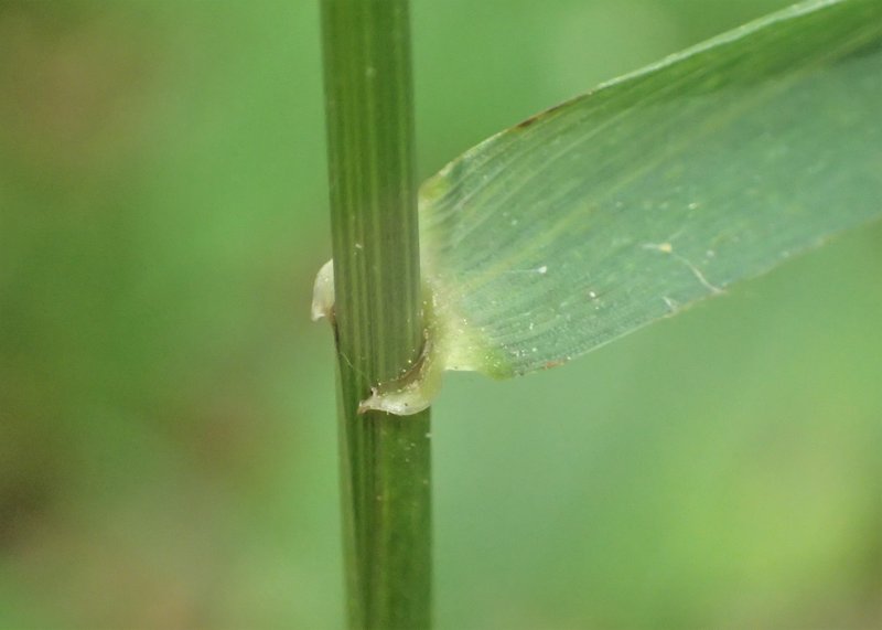 Bearded Wheatgrass photo 6