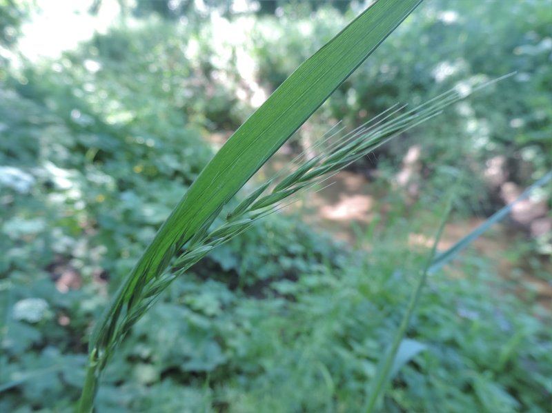 Bearded Wheatgrass photo 7