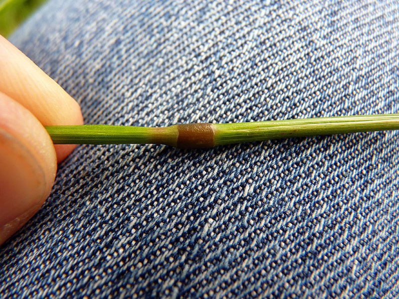 Bearded Wheatgrass photo 8