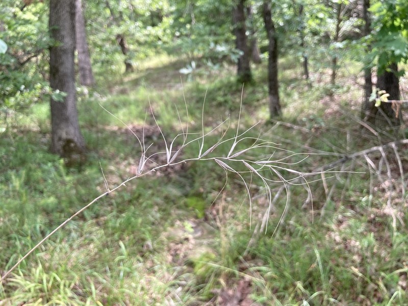 Church's Wildrye photo 5