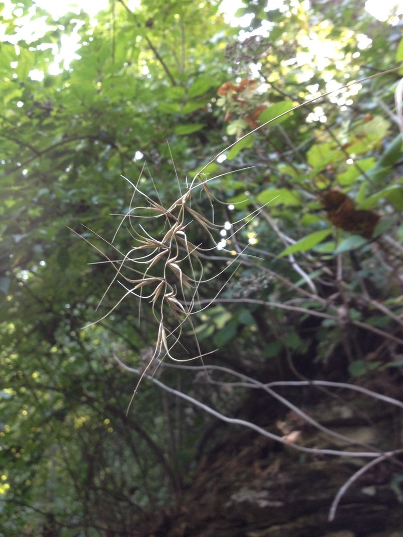 Church's Wildrye photo 6