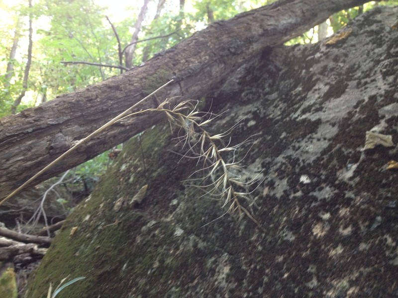 Church's Wildrye photo 7