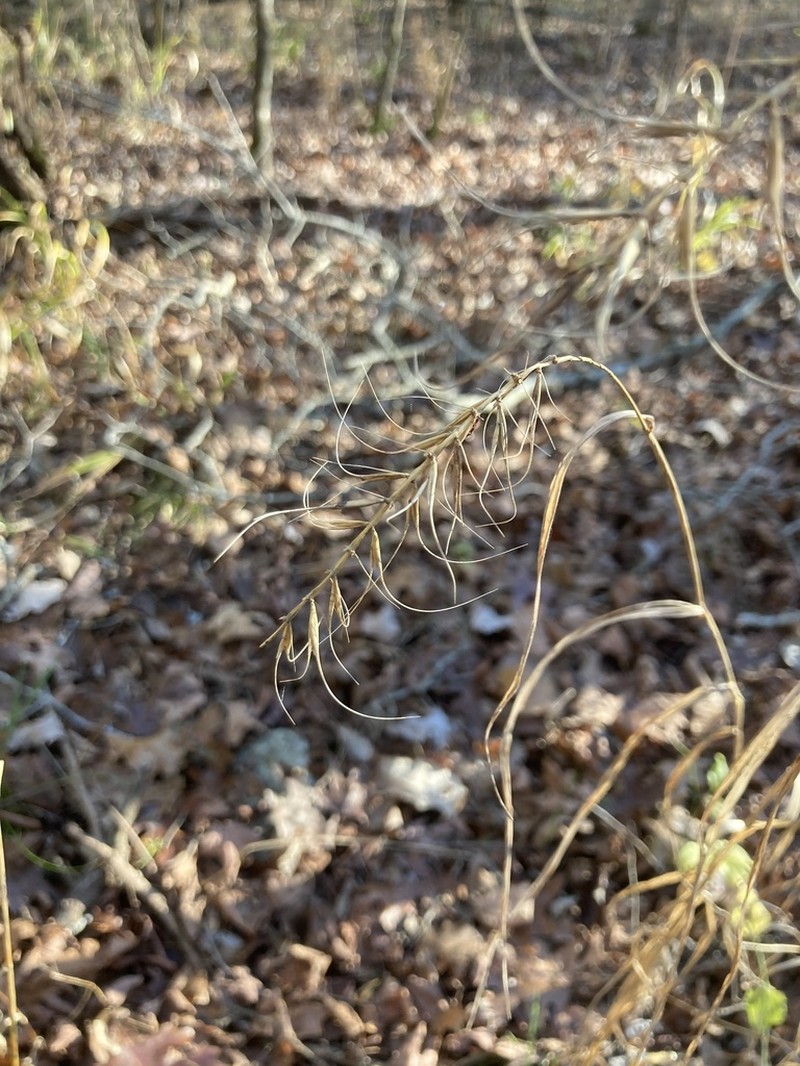 Church's Wildrye photo 8