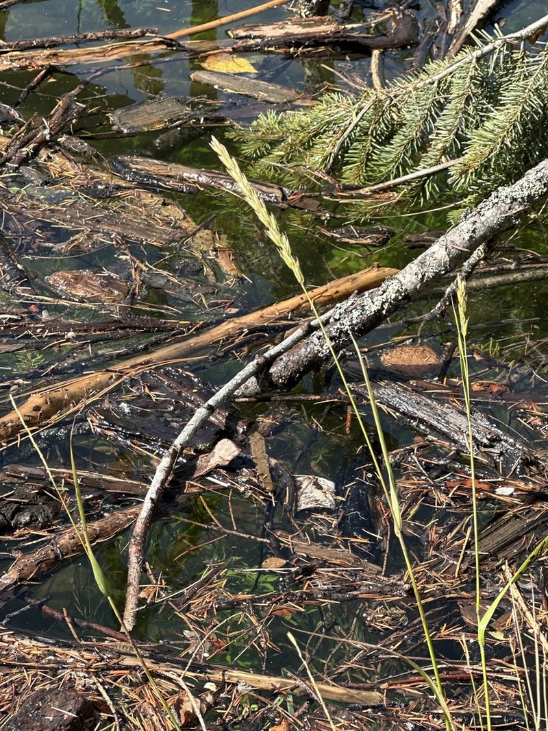 Virginia Wildrye photo 2