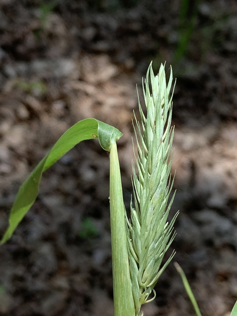 Virginia Wildrye photo 8