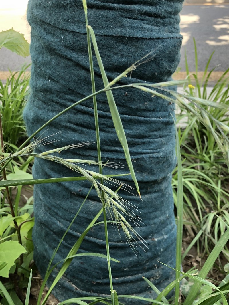 Dahurian Wild Rye