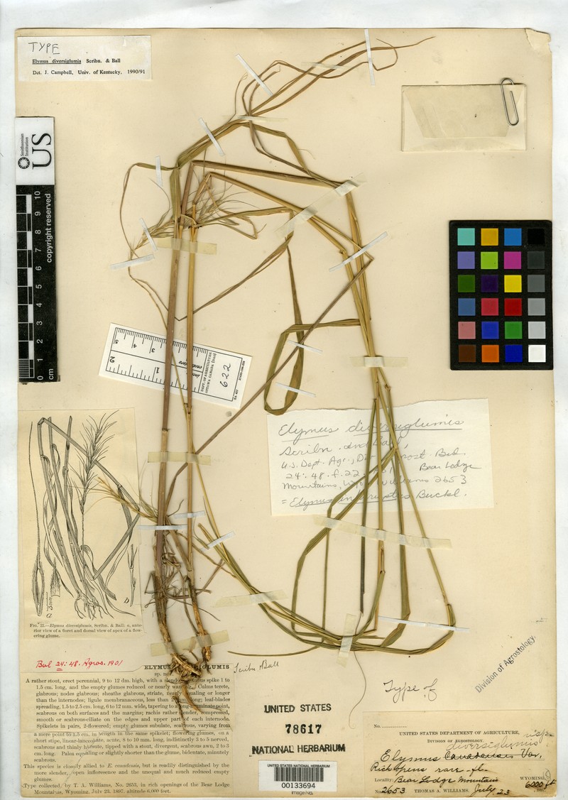 Diverseglume Wildrye