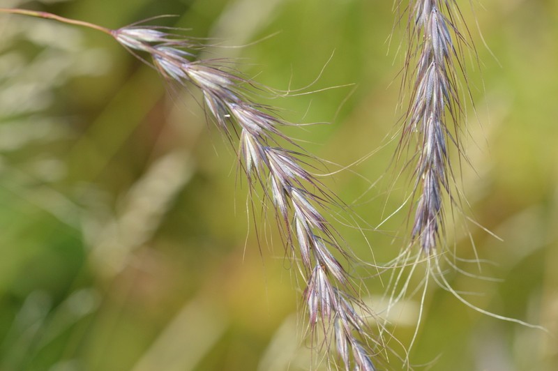 Diverseglume Wildrye