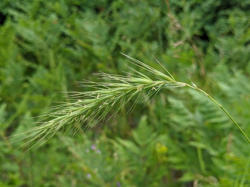 Diverseglume Wildrye photo 4