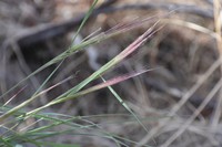 Squirreltail