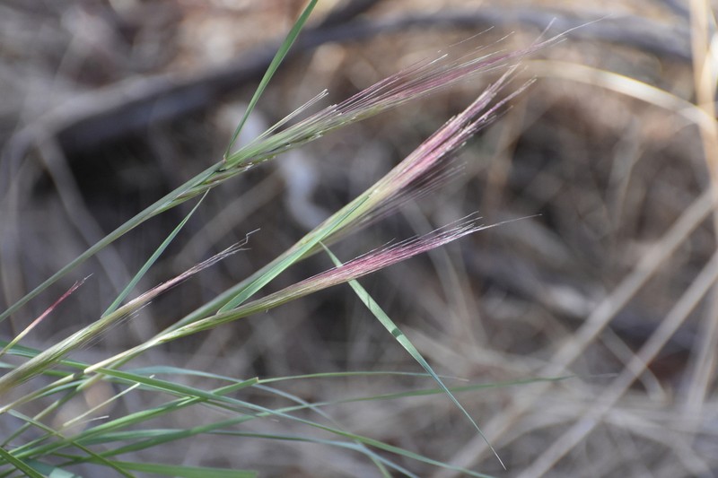 Squirreltail