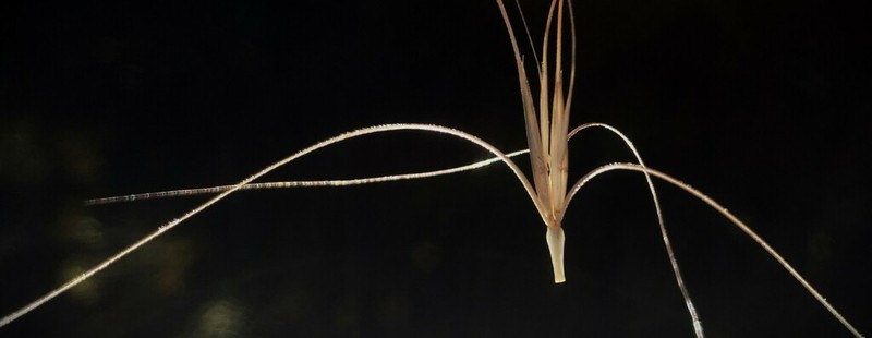 Squirreltail photo 2